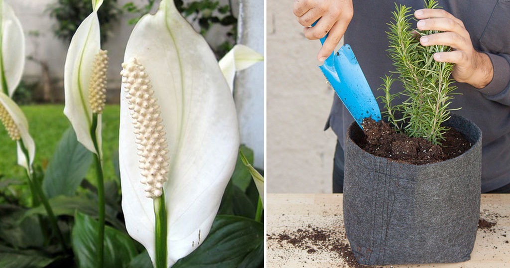 12 Φυτά Που Δίνουν Θετική Ενέργεια Στο Σπίτι Σας