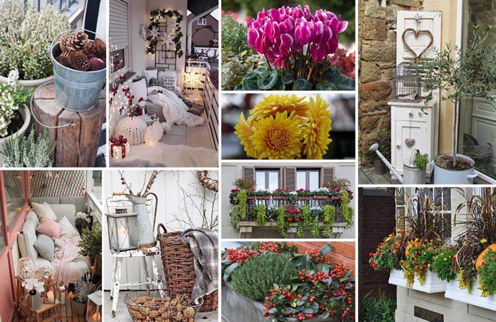 χειμερινή διακόσμηση μπαλκονιού - φυτά που ανθίζουν όλο τον χρόνο