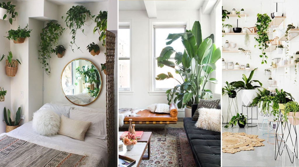 8 Εξαιρετικές ιδέες για ΦΥΤΑ ΕΣΩΤΕΡΙΚΟΥ ΧΩΡΟΥ και μικρούς κήπους για το Σπίτι ή το Διαμέρισμα σας