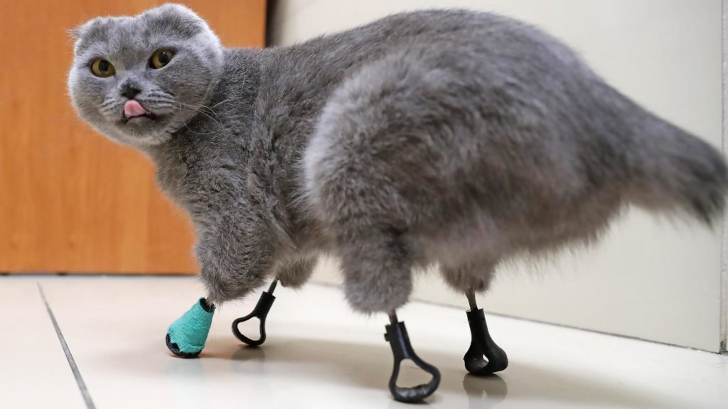 3D Εκτυπωμένα Μέλη από Τιτάνιο Βοήθησαν μια Ακρωτηριασμένη Γάτα να Περπατήσει Ξανά