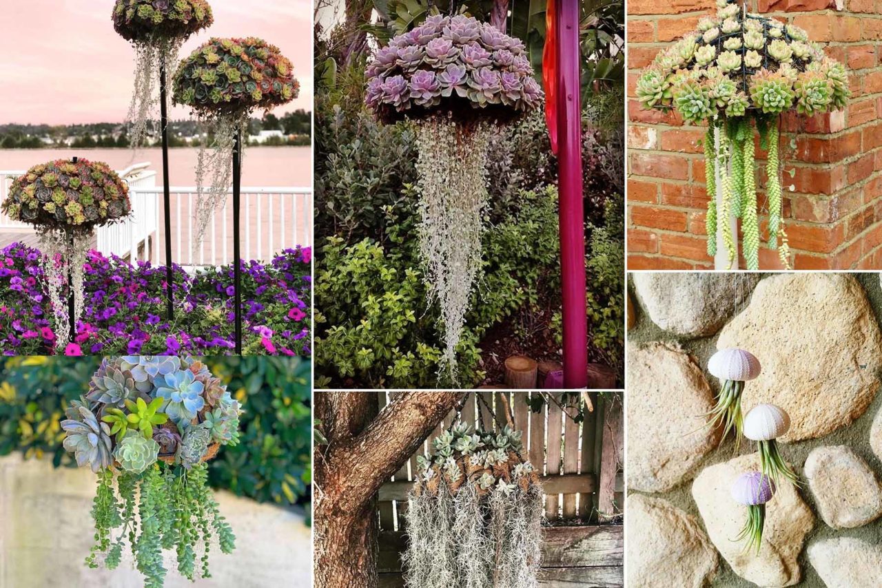 Μοναδικά Παχύφυτα Μέδουσες που θα Μετατρέψουν τον Κήπο σας σε Ενυδρείο