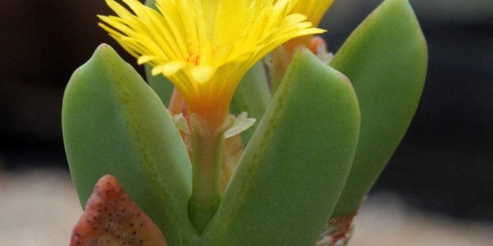 Το παχύφυτο καρδιά Conophytum Bilobum βγάζει κίτρινα και πορτοκαλί άνθη