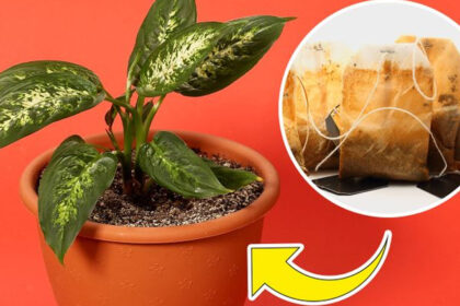 Εναλλακτικές Χρήσεις για τα Φακελάκια Τσαγιού,ομορφια,συμβουλες ομορφιας,υγεια,συμβουλες υγειασ,συμβουλες υγειας και ομορφιας,σπιτικα κολπα,χρησιμα,φακελάκια τσαγιού,τσάι