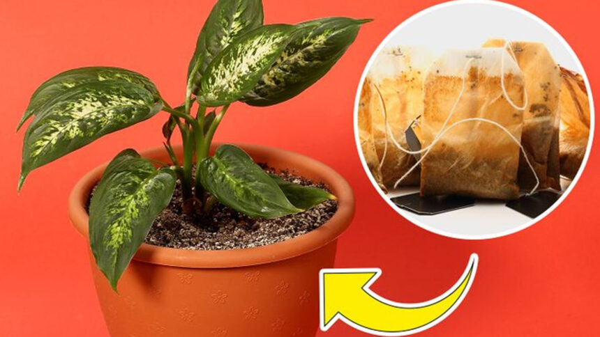 Εναλλακτικές Χρήσεις για τα Φακελάκια Τσαγιού,ομορφια,συμβουλες ομορφιας,υγεια,συμβουλες υγειασ,συμβουλες υγειας και ομορφιας,σπιτικα κολπα,χρησιμα,φακελάκια τσαγιού,τσάι