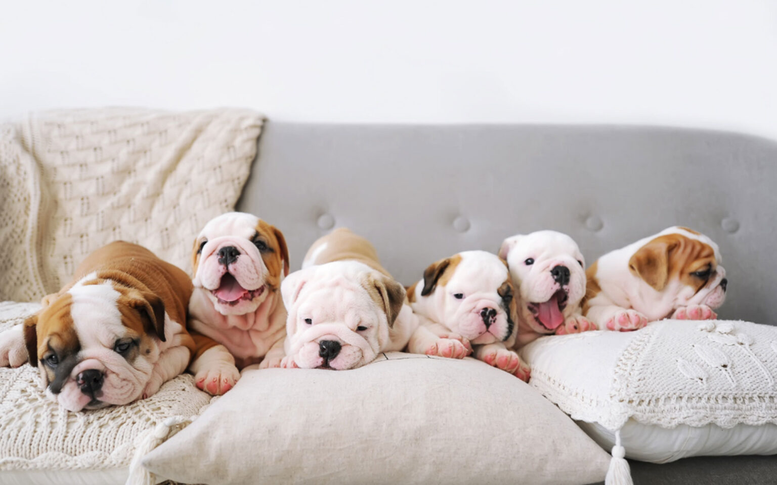 5 Καλύτερα Υφάσματα για την Προστασία Επίπλων από τα Κατοικίδια