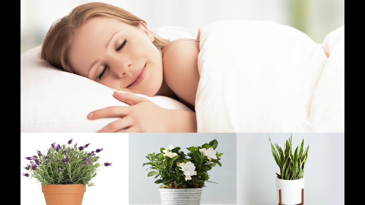 φυτά εσωτερικού χώρου για καλύτερο ύπνο,φυτά εσωτερικού χώρου,συμβουλές για φυτά εσωτερικού χώρου,χρήσιμα