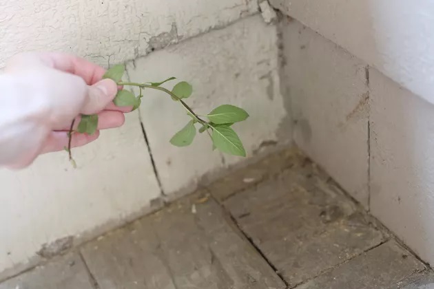 σπιτικά απωθητικά για ποντίκια,σπιτικά απωθητικά για αρουραίους,χρήσιμα