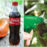 χρήσεις της Coca Cola στον κήπο,για τον κήπο,χρήσιμα