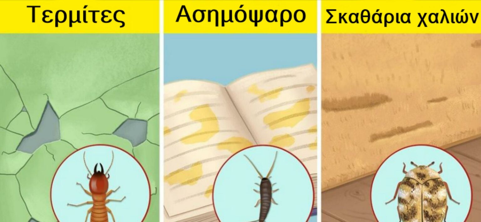 8 σημάδια ότι έχετε ζωύφια στο σπίτι σας