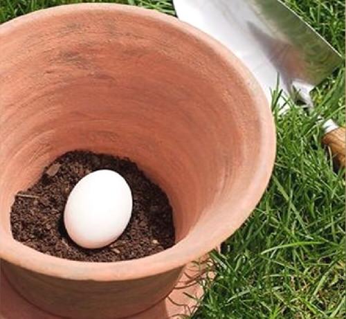 αυγό ως λίπασμα,για τον κήπο,συμβουλές κηπουρικής,χρήσιμα