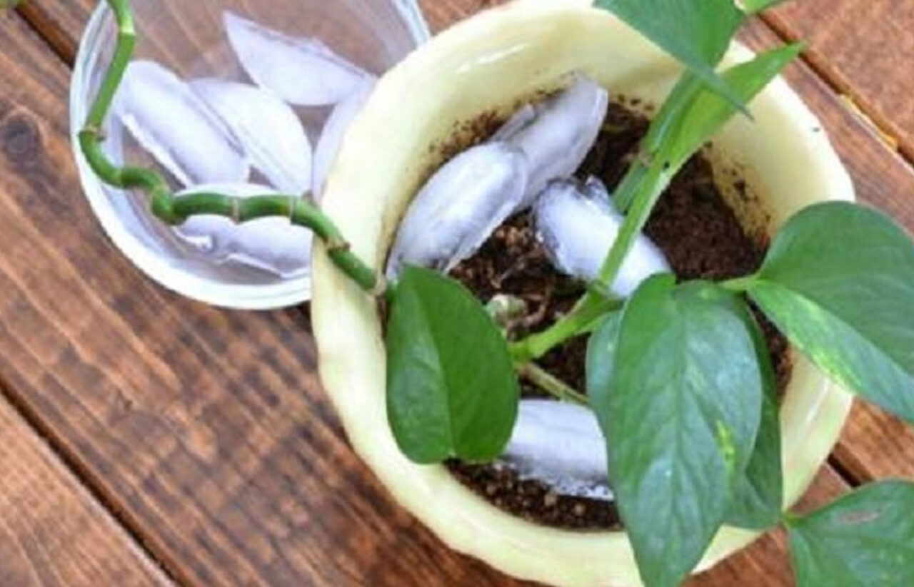 8 Περίεργα Κόλπα Κηπουρικής