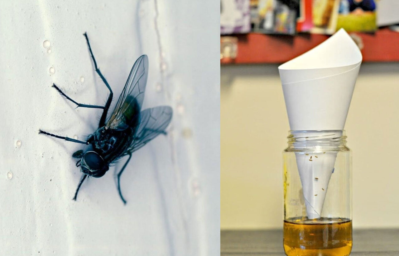 Μύγες Καταπολέμηση: Οι μύγες φέρνουν πολλά επιβλαβή βακτήρια που προκαλούν ασθένειες στον άνθρωπο και μολύνουν τα τρόφιμα. Εμφανίζονται παντού και αναπαράγονται με ιλιγγιώδεις ταχύτητες. Αλλά δεν ξέρουν όλοι τον τρόπο να τις απωθήσουν με σωστό τρόπο.