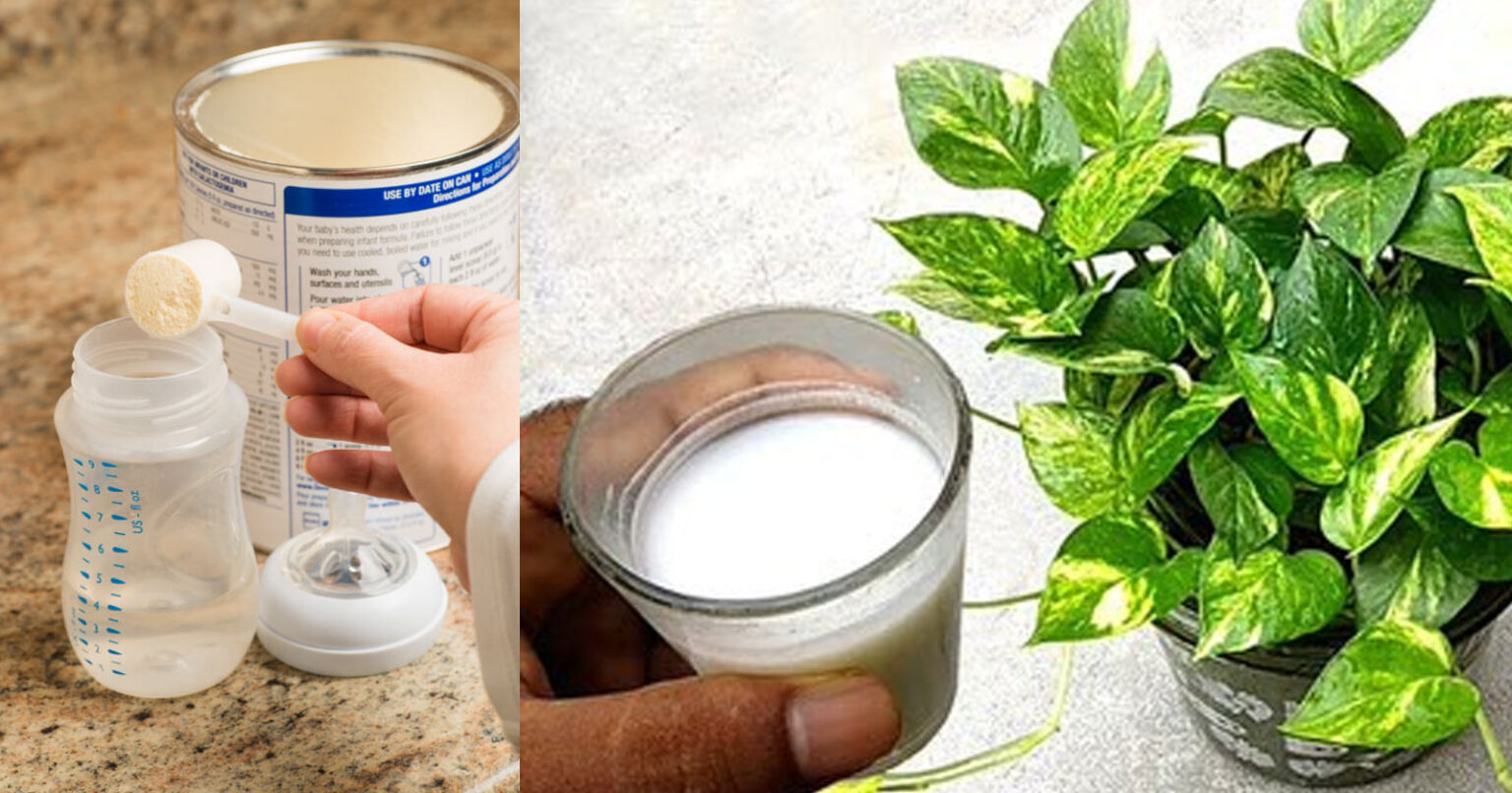 χρήση βρεφικού γάλακτος στον κήπο,συμβουλές κηπουρικής,για τον κήπο,χρήσιμα