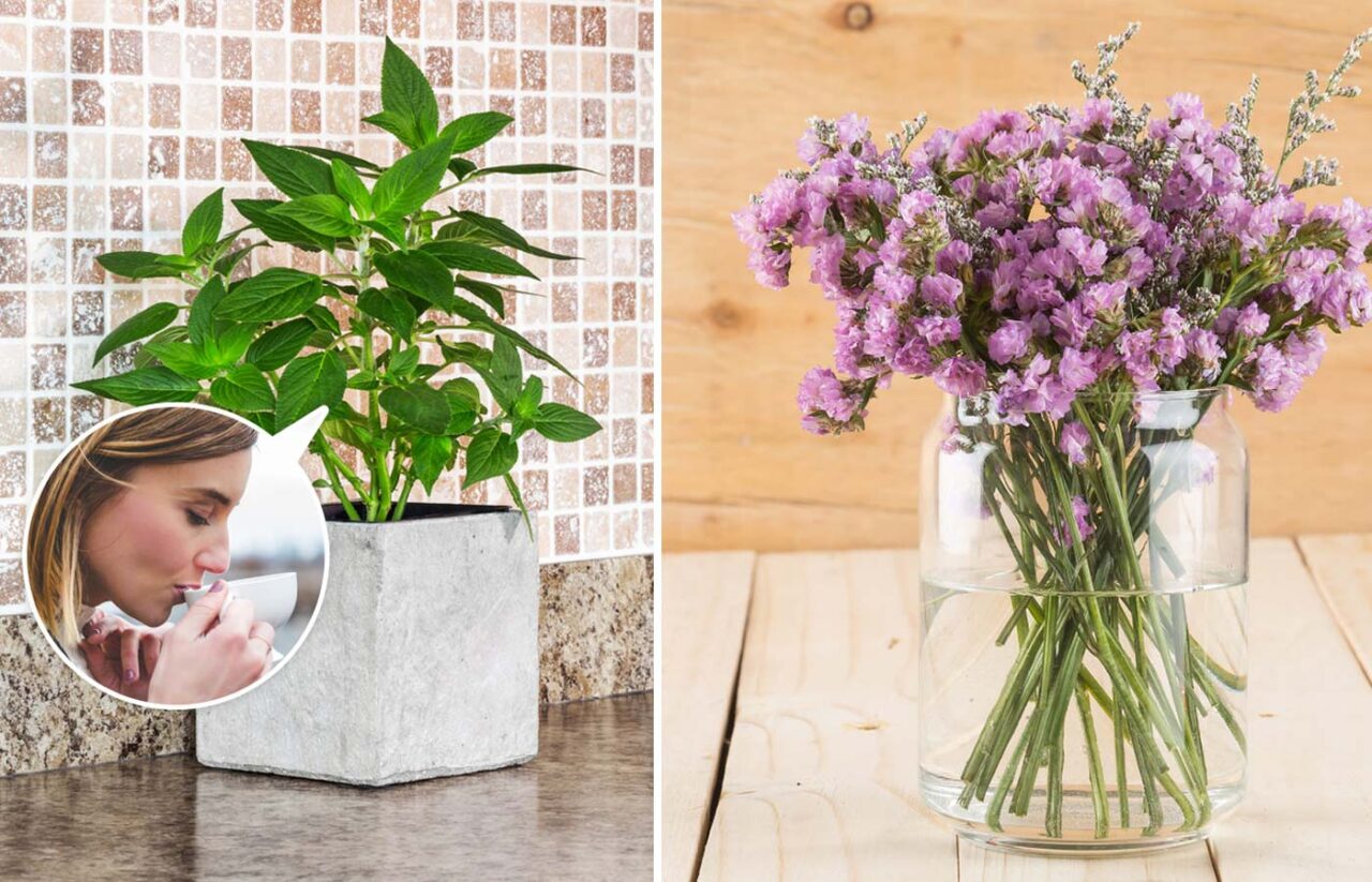 αγχολυτικά φυτά,φυτά και υγεία,συμβουλές υγείας,υγεία,χρήσιμα,