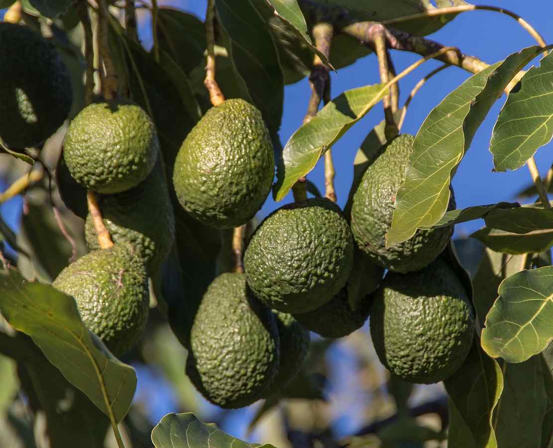 οπωροφόρα δέντρα σε γλάστρα, συμβουλεσ κηπουρικησ, χρήσιμα