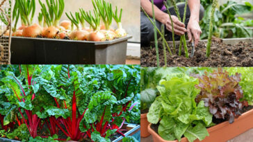 Λαχανικά σε Γλάστρες: Πώς να Καλλιεργήσετε έναν Κήπο Γεμάτο με Βιταμίνη C