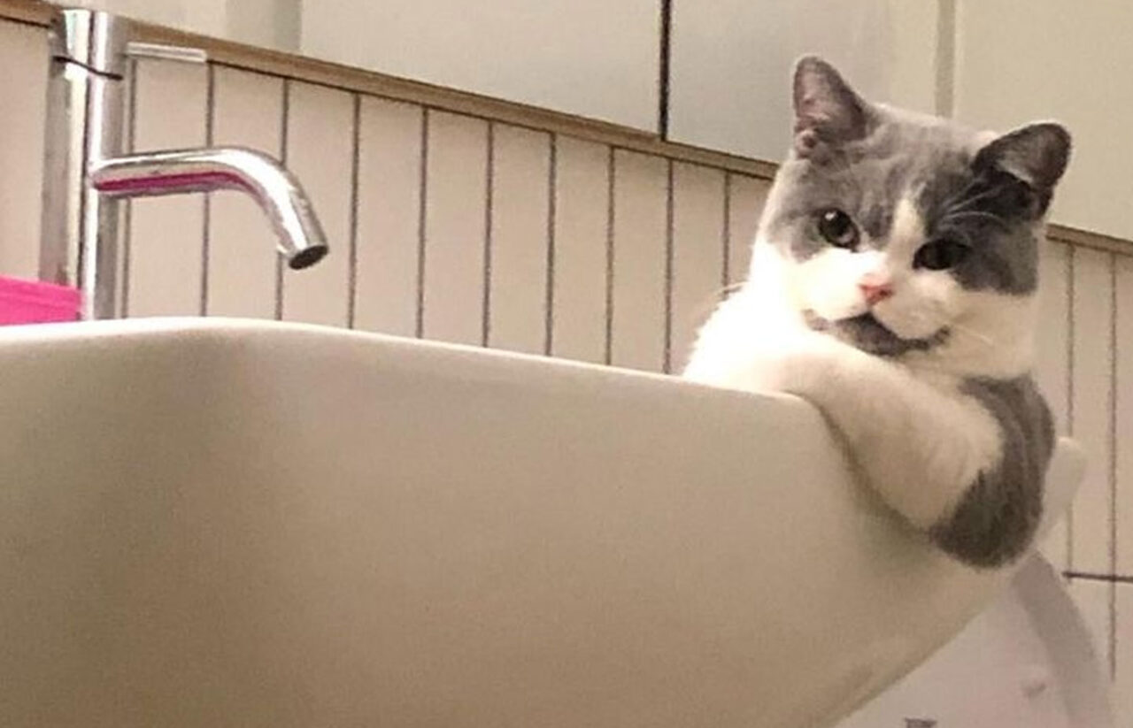 Να Γιατί οι Γάτες Λατρεύουν να Κάθονται στους Νιπτήρες