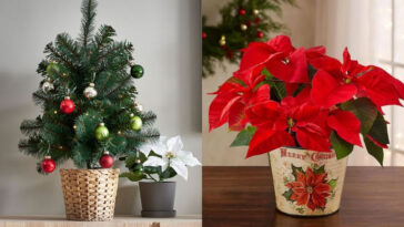 Φέρνουν το Χριστουγεννιάτικο πνεύμα: 5 υπέροχα φυτά για να διακοσμήσετε το σπίτι σας φέτος στις γιορτές