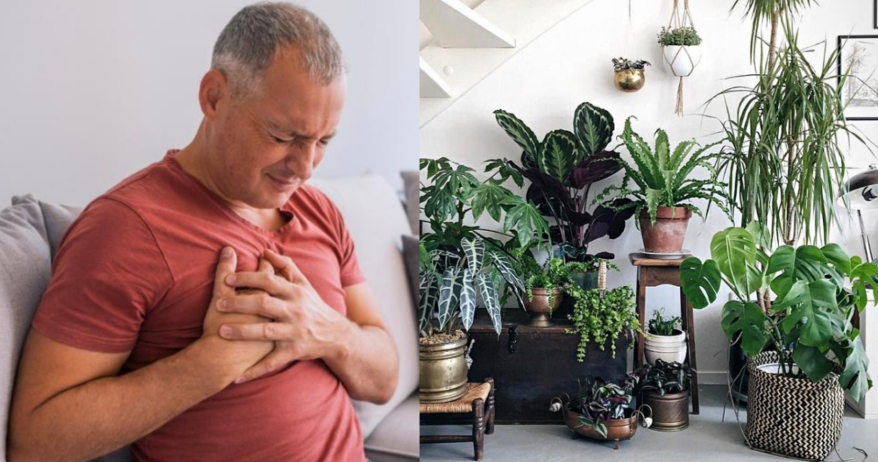 Tα 7 πιο επικίνδυνα φυτά που μπορεί να έχεις σπίτι, μπορούν να προκαλέσουν ακόμα και… θάνατο