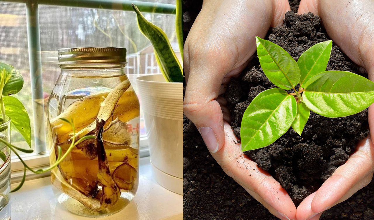 νερό από φλούδες μπανάνας,ανάπτυξη φυτών,συμβούλες κηπουρικής,χρήσιμα,