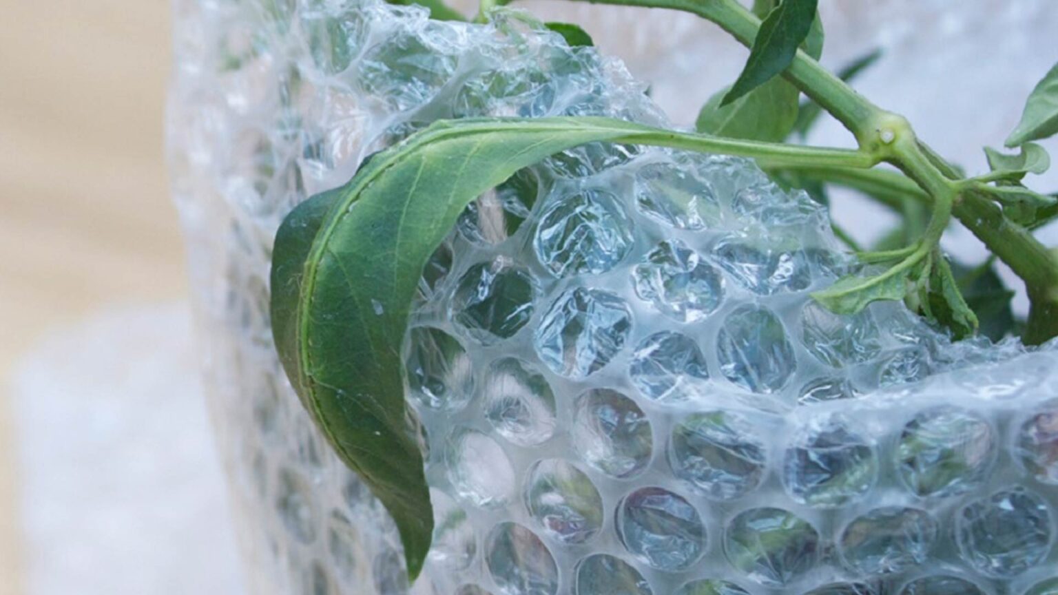 Φυσαλίδες: Προστατέψτε τα φυτά σας από το Κρύο που έρχεται με αεροπλάστ και άλλες 9 χρήσεις - Ακόμα και μόνωση στα τζάμια