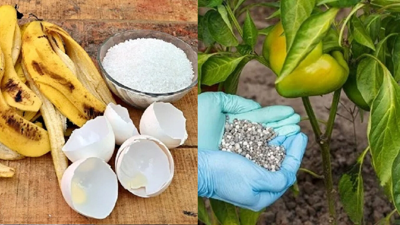 Τα 4 Καλύτερα Αυτοσχέδια Καλιούχα Λιπάσματα Για Τον Κήπο Σου Και Τα Φυτά Σου