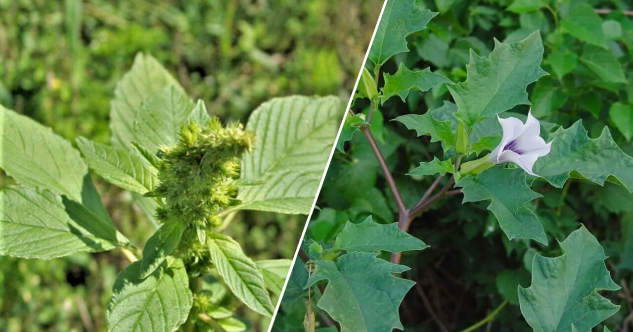 Προσοχή στα χόρτα που βάζετε στο πιάτο σας: Το Διαβολόχορτο που μπορεί να σας σκοτώσει