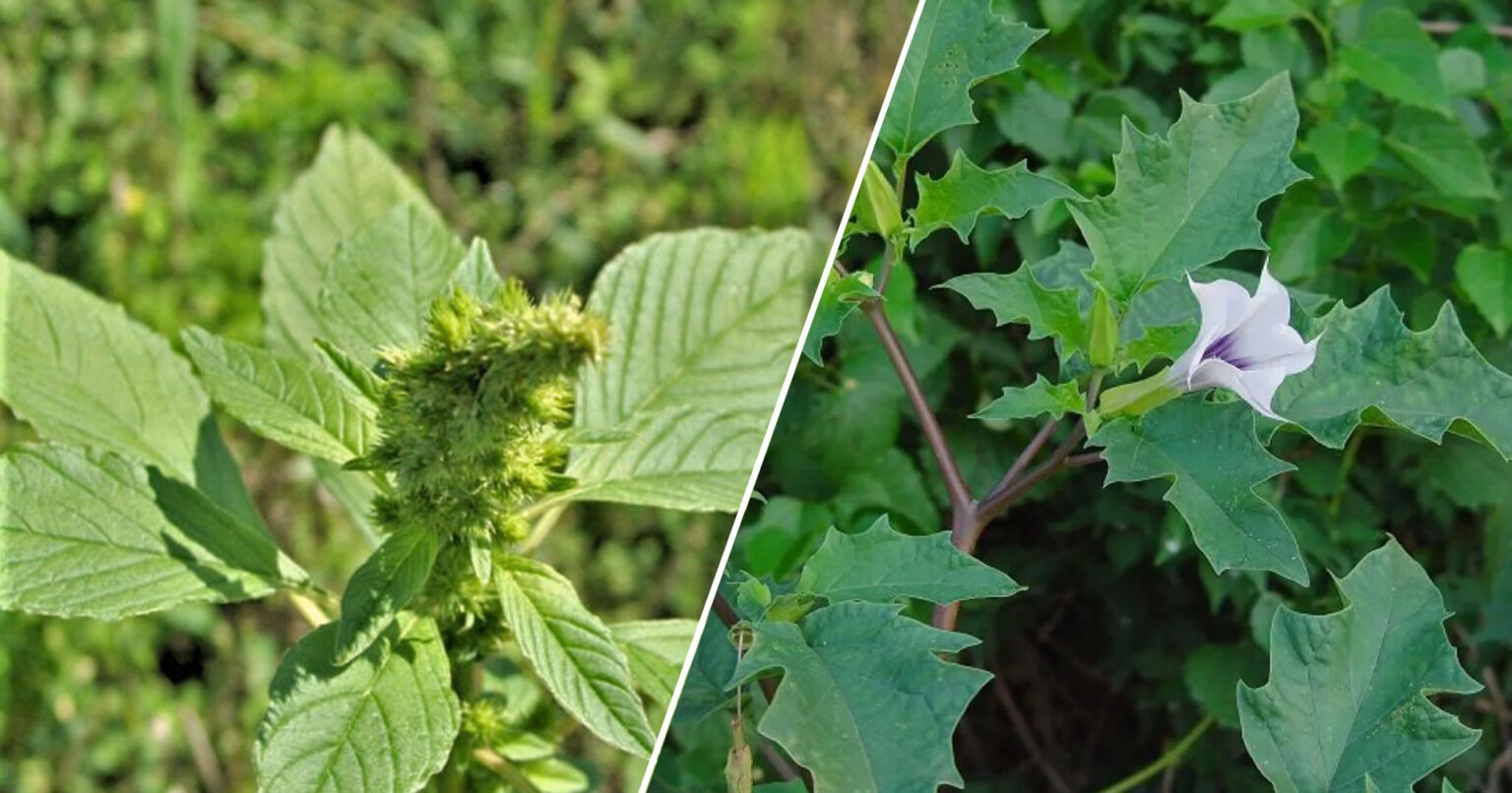 Προσοχή στα χόρτα που βάζετε στο πιάτο σας: Το Διαβολόχορτο που μπορεί να σας σκοτώσει