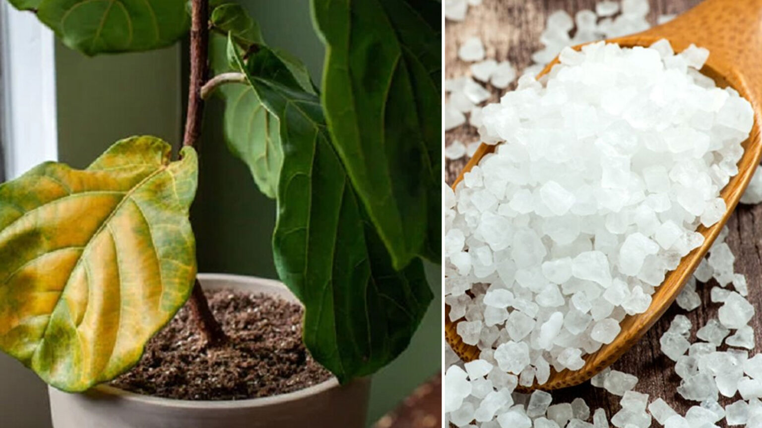 Κάνει Θαύματα: Πώς να Χρησιμοποιήσετε τα Άλατα Epsom σε Φυτά Εσωτερικού Χώρου