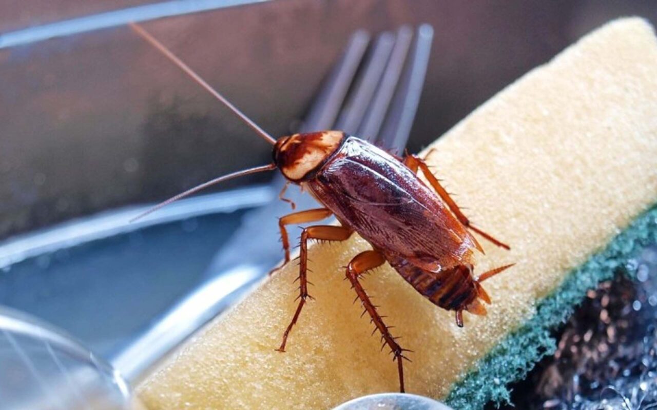 Αυτή Είναι η μυρωδιά που δεν αντέχουν με τίποτα οι κατσαρίδες - Δεν πάει ο νους σας