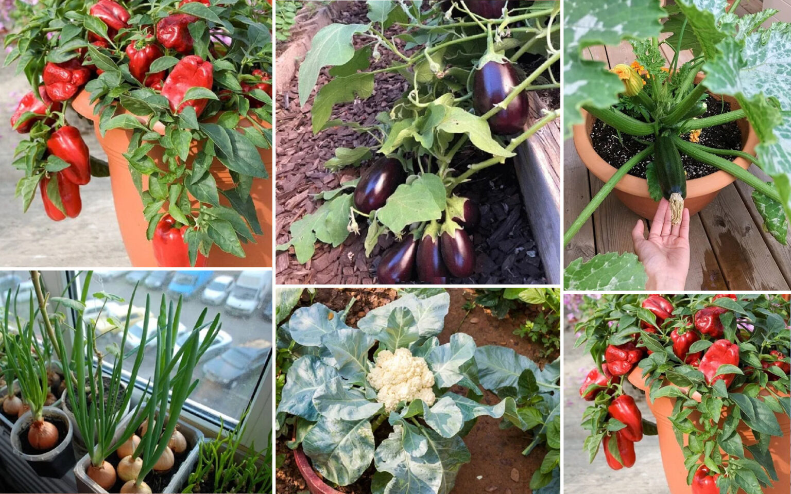 Αυτά Είναι Τα Λαχανικά που Μπορείς να Φυτέψεις Μόνος Σου τον Μάρτιο