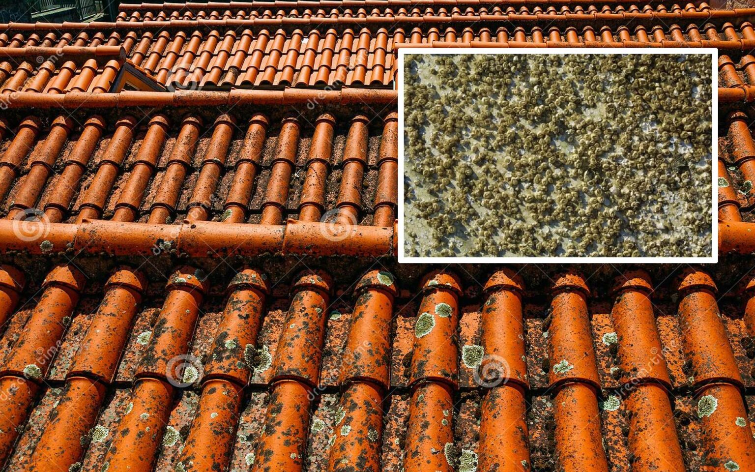 καθαρισμός κεραμοσκεπών από λειχήνες,καθαρισμός κεραμιδιών,συμβουλές καθαρισμού,χρήσιμα,