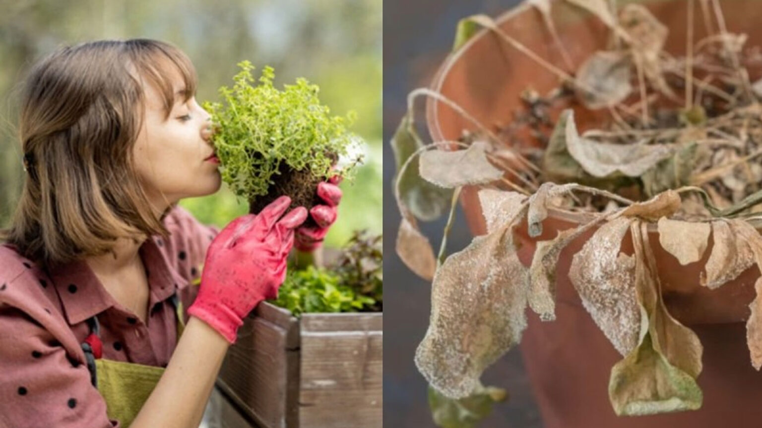 Πεθαίνουν τα φυτά σας; 7 λάθη που κάνουν οι περισσότεροι και τα "σκοτώνουν" - Πώς να τα επαναφέρετε