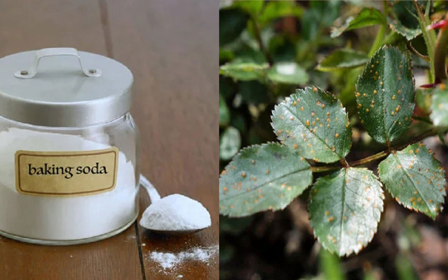 Μύκητες στα Φυτά: Πώς να τους Εξαλείψετε με την Θαυματουργή Δράση της Μαγειρικής Σόδας