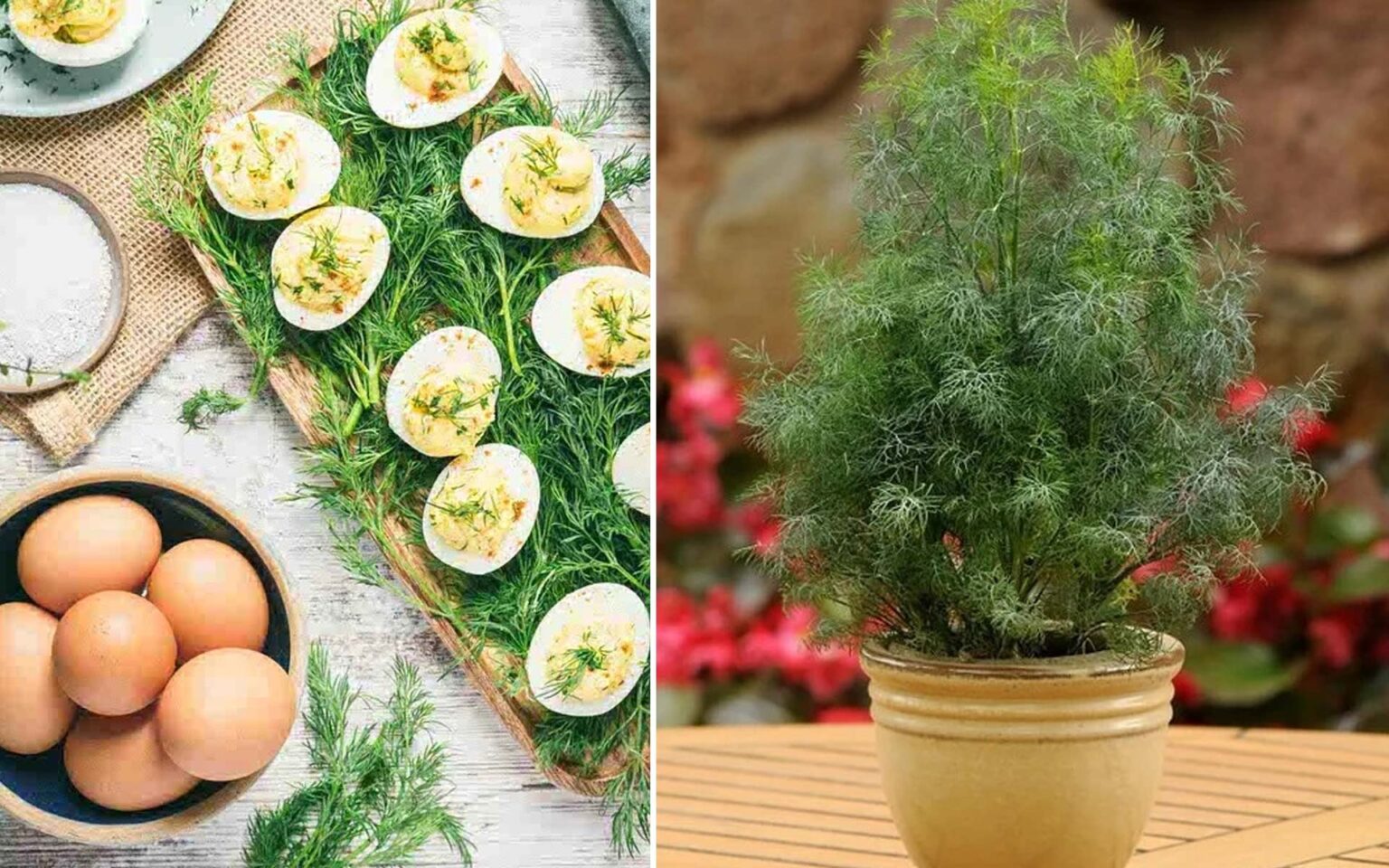 μυρωδικά για αυγά,συμβουλές κηπουρικής,σπιτική καλλιέργεια μυρωδικών,για τον κήπο,χρήσιμα,