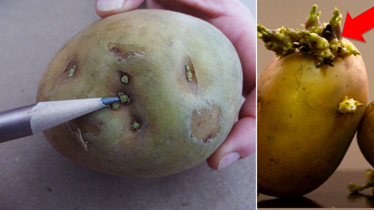 Σολανίνη: Πότε Η Πατάτα Μπορεί Να Σε Δηλητηριάσει