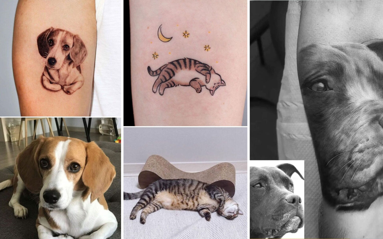 Τατουάζ Ζώων: 25 Σχέδια που Κόβουν την Ανάσα και θα Τραβήξουν την Προσοχή