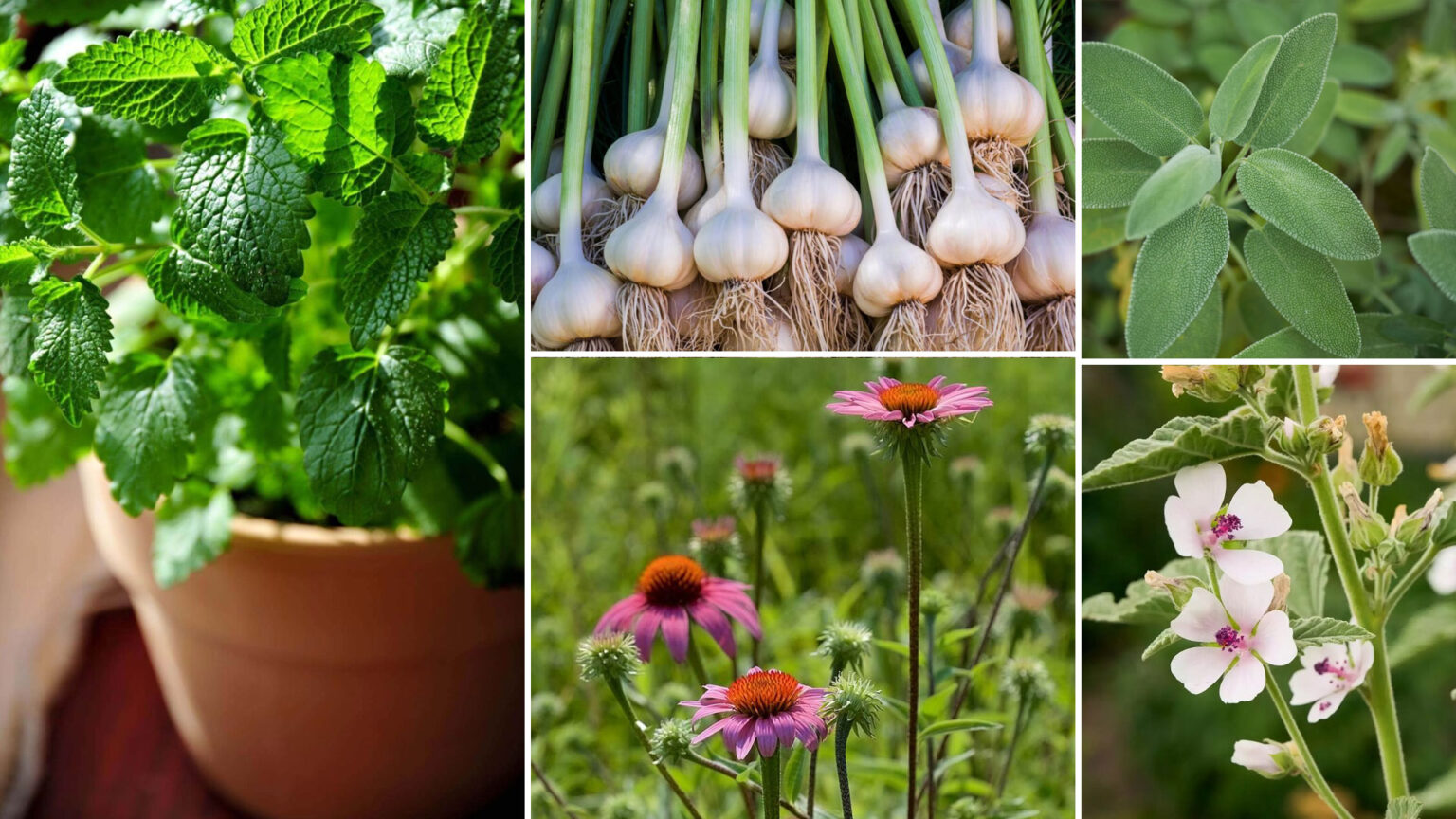 θεραπευτικά φυτά,συμβουλές κηπουρικής,για τον κήπο,χρήσιμα,