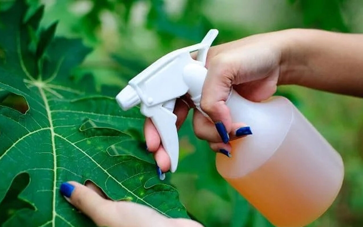 Αυτό το Φυσικό Φυτοφάρμακο Είναι Τόσο Αποτελεσματικό που θα Απαλλαγείτε από τα Παράσιτα σε Χρόνο Μηδέν