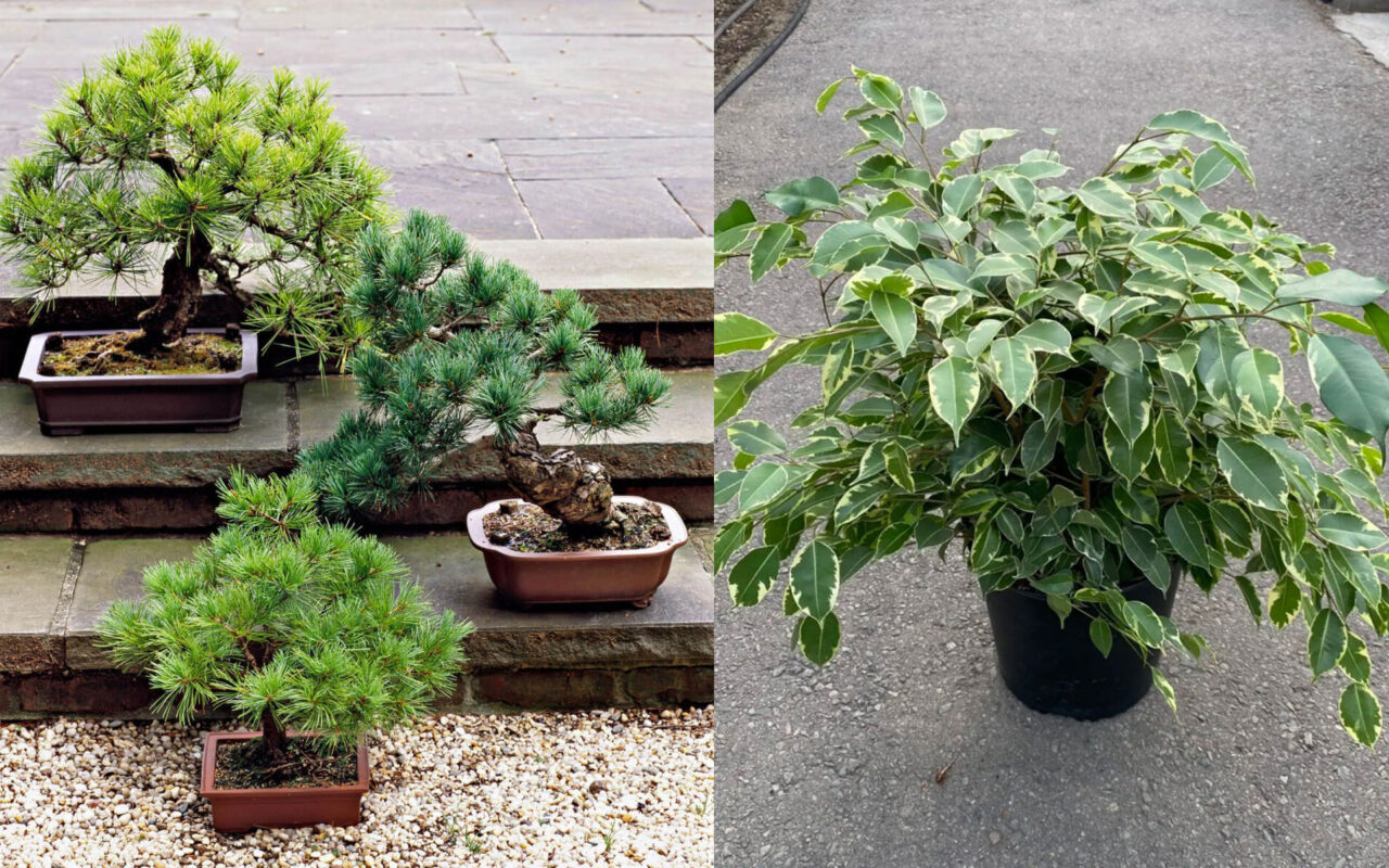 φυτά κακοτυχίας,Φενγκ Σούι,συμβουλές για φυτά,χρήσιμα,