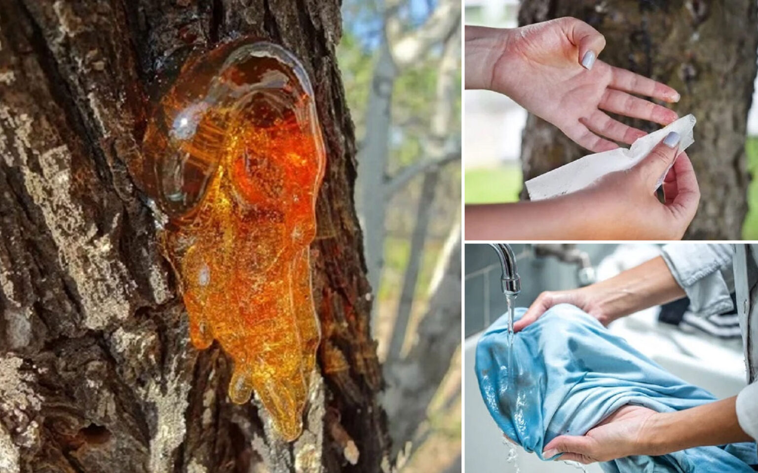 καθαρισμός ρετσινιού,καθαρισμός ρετσινιού από χέρια,καθαρισμός ρετσινιού από δάπεδα,καθαρισμός ρετσινιού από χαλιά,καθαρισμός ρετσινιού από ρούχα,συμβουλές καθαρισμού,χρήσιμα,