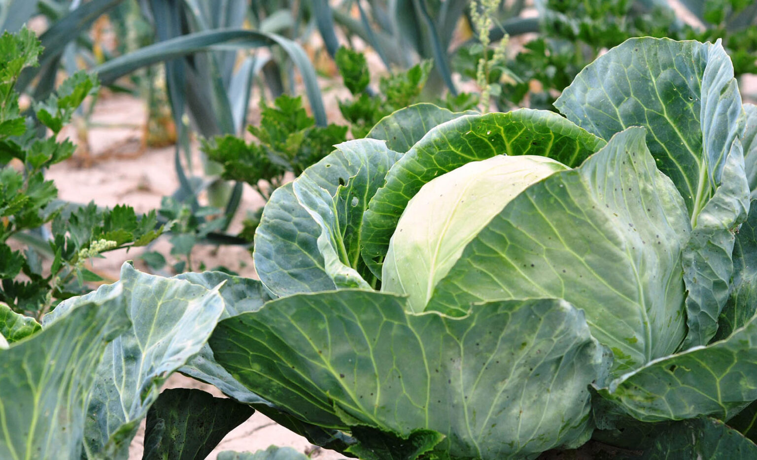 Τα φύλλα του λάχανου είναι σαν μαγνήτες για τις ασθένειες!Το ανέξοδο φάρμακο του Πυθαγόρα