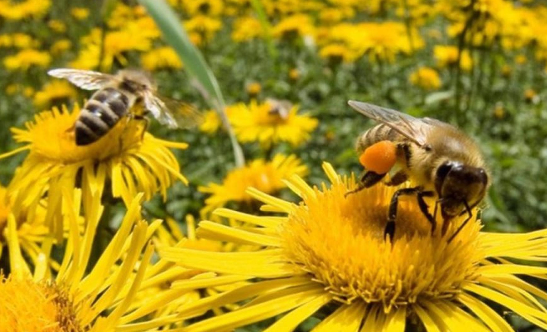 Πώς οι μέλισσες μας «ενημερώνουν» για την υγεία μας