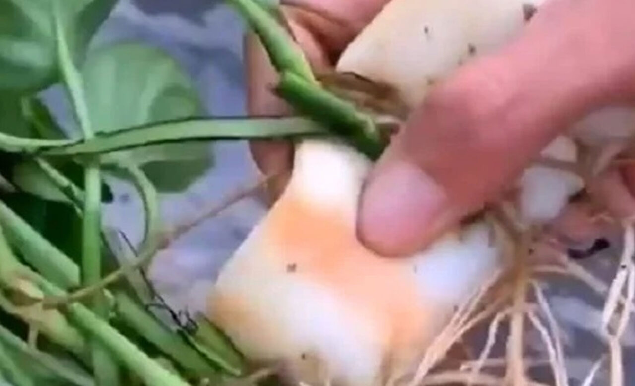 πολλαπλασιασμός φυτών,κόλπα κηπουρικής,συμβουλές κηπουρικής,χρήσιμα,