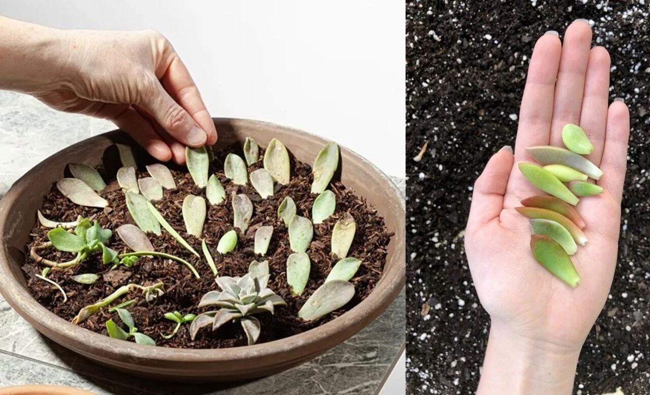 Με Αυτό το Απλό Κόλπο Θα Καλλιεργήσετε Περισσότερα Παχύφυτα σε Χρόνο Μηδέν - Πολλαπλασιασμός Παχύφυτων