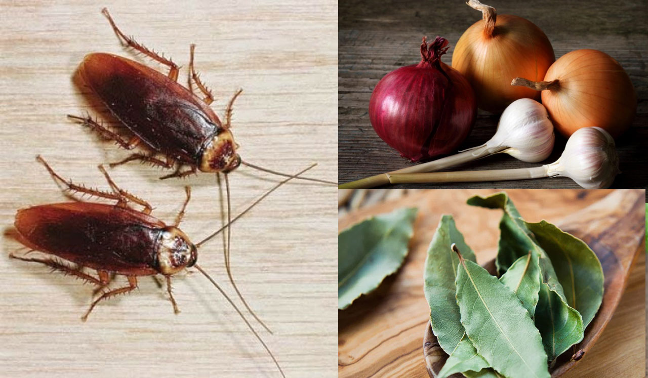 Κατσαρίδες Τέλος - Αντιμετώπιση με 14 ΦυσικούςΤρόπους για να τις Απωθήσετε