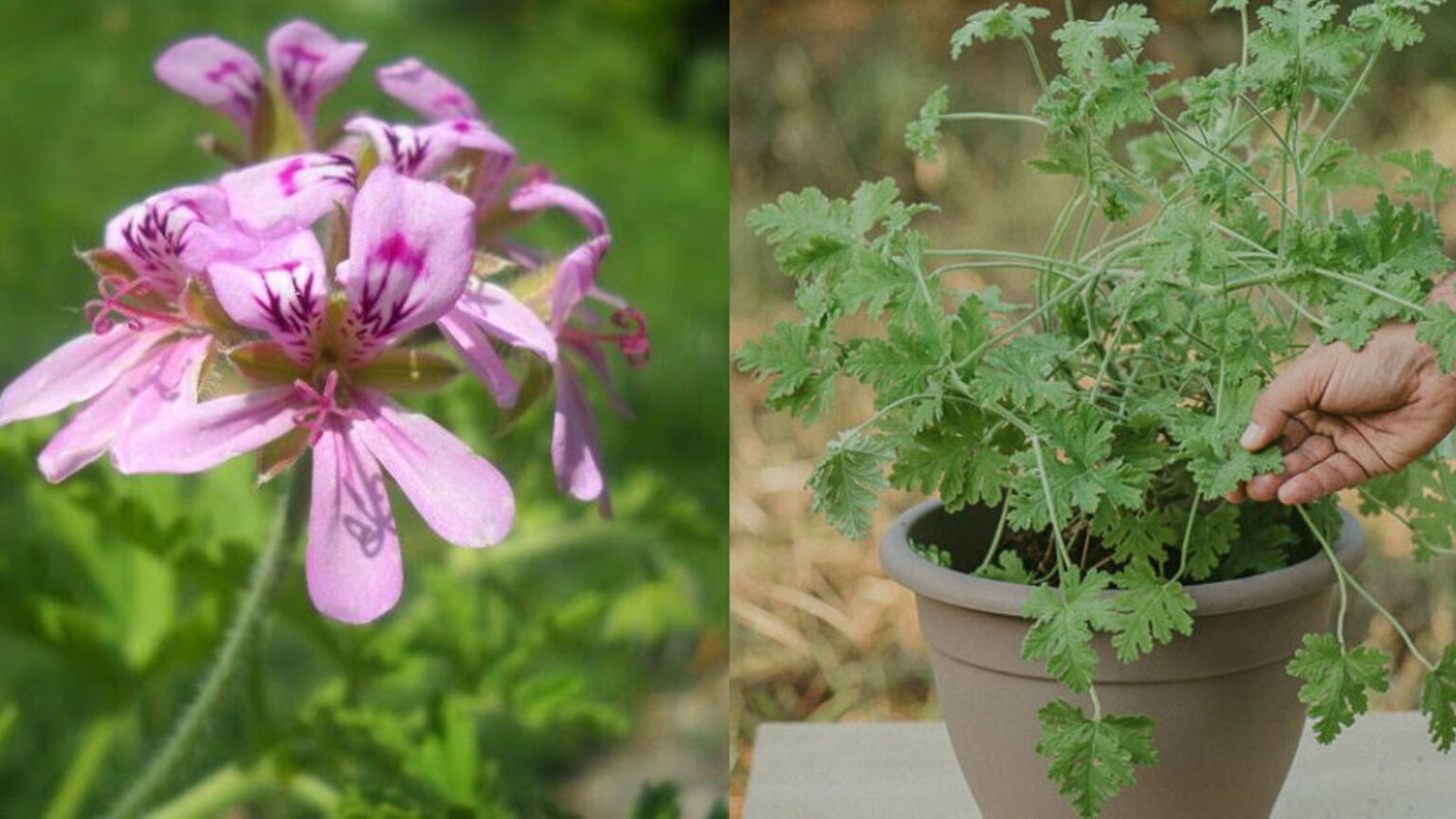 Αρμπαρόριζα: Το ελληνικό βότανο που κάνει καλό στην χοληστερίνη, τα νεύρα, την αρθρίτιδα και άλλες ασθένειες