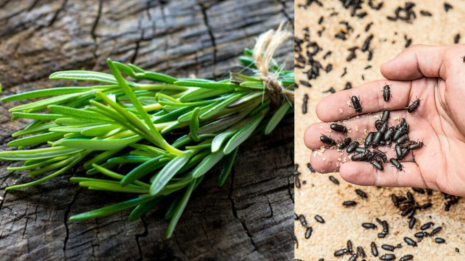 10 Χρήσεις του Δεντρολίβανου Πέρα από τη Μαγειρική