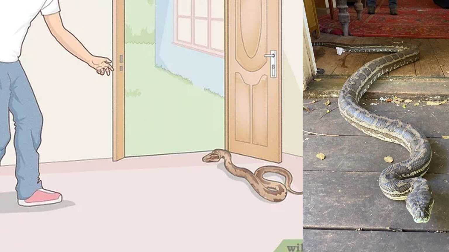 Φίδι Στο Σπίτι ή Στην αυλή: Αυτό Πρέπει Να Κάνεις Για Να Μην Κινδυνεύσει Η Ζωή Σου Αλλά Ούτε Το Ερπετό