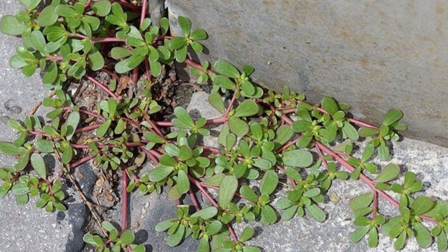 Αν Δείτε Αυτό το «Θαυματουργό» Ζιζάνιο στον Κήπο σας, Μην το Ξεριζώσετε, Φάτε το
